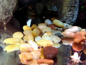 Fish Tank Rocks